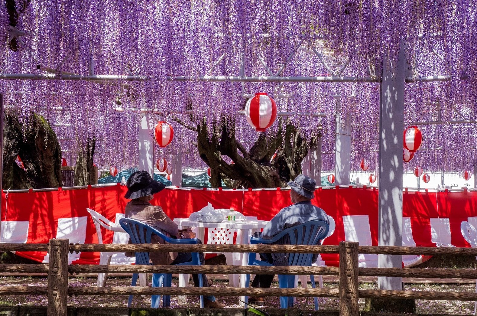 🌸 나카야마 대등나무(나카야마노오후지) 이미지 4